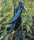 Pasilla Bajio Pepper Seeds - Organic, Heirloom, Open Pollinated, Non GMO - Grow Indoor, Outdoors, Pots, Grow Beds, Hydroponic, Aquaponic