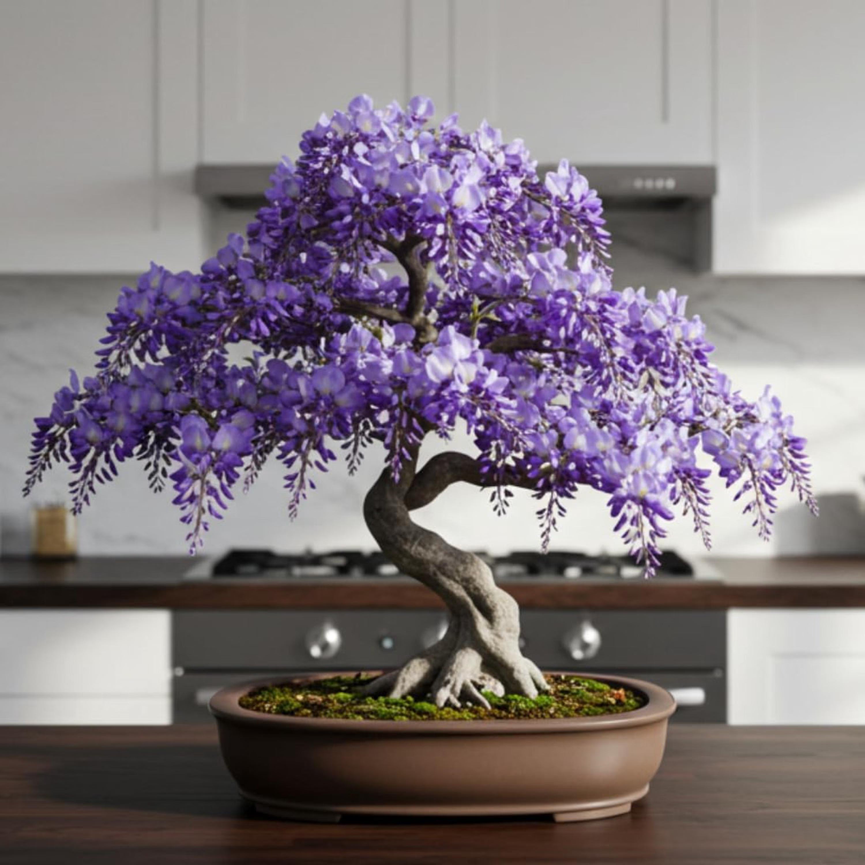 Weeping Wisteria Bonsai Tree Seeds(2 Seeds)