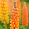 Salmon Star Lupine Seeds: Perennial Salmon-Pink Blooms