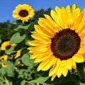 Peredovik Yellow Sunflower Seeds - 50Pcs/pack | Huge Tall Blooms with Rich Dark Centers | Organic  Non-GMO