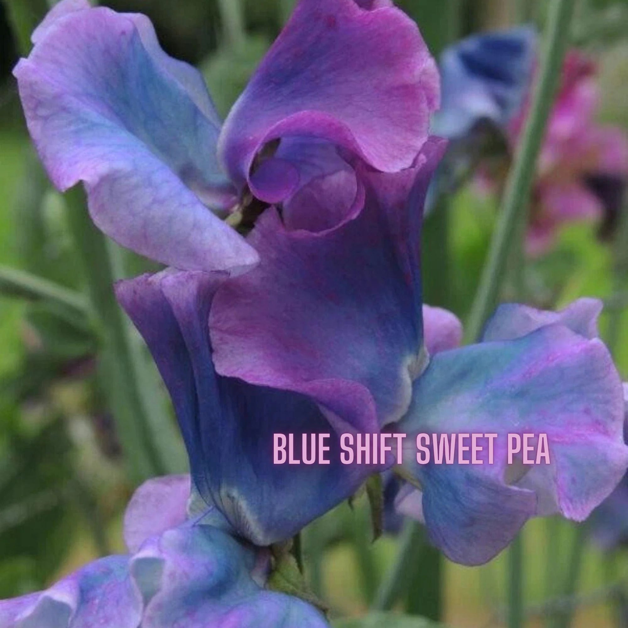 50 Blue Shift Sweet Pea Seeds, Unique Color-Changing Blooms, Fragrant Climber, Cut Flower Favorite