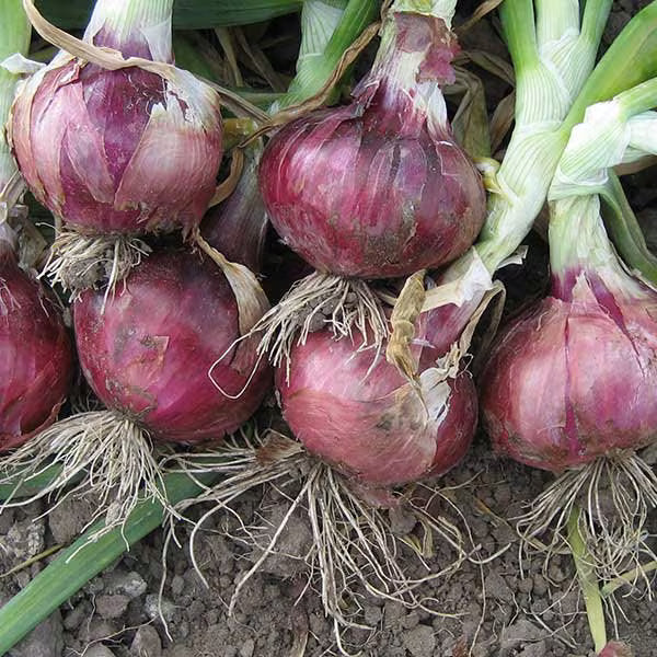 Red Creole Onion Seeds 40/200/400+ Spicy Short Day Cajun Vegetable USA(40 Seeds)