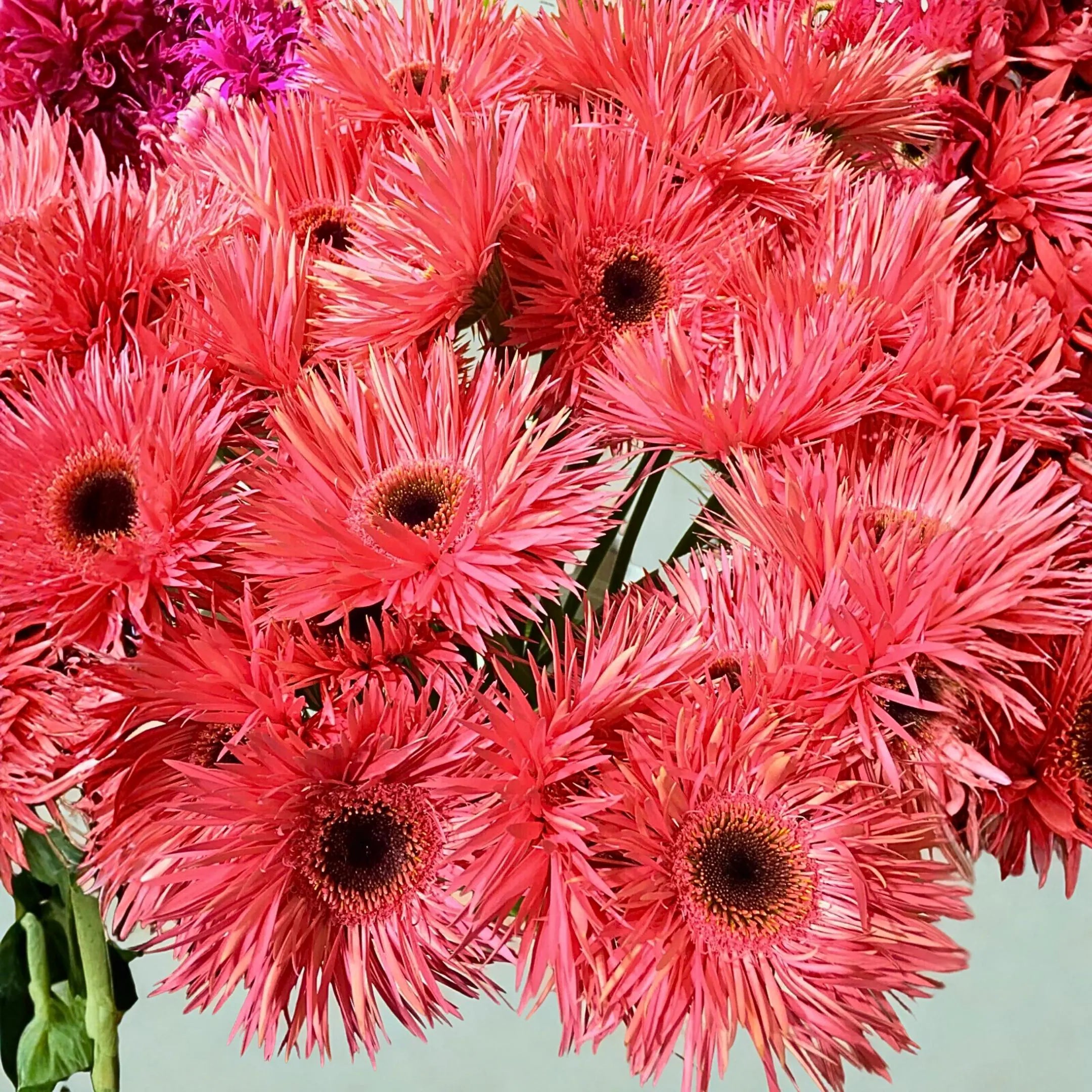 50 Pink Gerbera Spider Daisy Seeds | Unique Petal Gerbera jamesonii | Bright Blooms for Garden  Pots