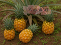 15+ antigua black pineapple seeds for garden planting