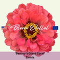 25 Zinnia Seeds BENARYS GIANT CORAL Flower Garden Plant Seeds*Fully Double Huge 6 in Flowers*Drought  Heat Tolerant*Zinnie