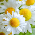 German Chamomile Seeds | Matricaria Chamomile  | Herbal Tea - Non-GMO | Free Shipping(2)