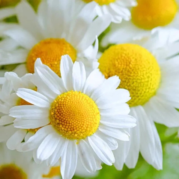 German Chamomile Seeds | Matricaria Chamomile  | Herbal Tea - Non-GMO | Free Shipping(2)