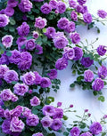 2/10/20PCS Purple Climbing Rose Seeds Rare Non-GMO Heirloom Seeds(2 Seeds)