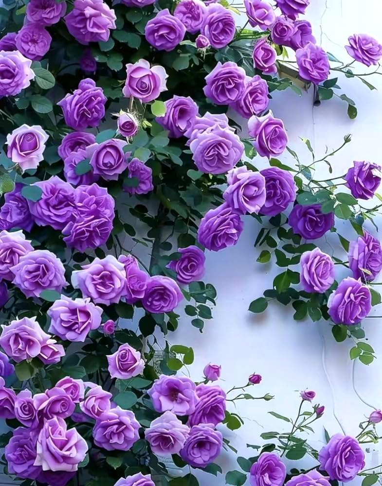 2/10/20PCS Purple Climbing Rose Seeds Rare Non-GMO Heirloom Seeds(2 Seeds)