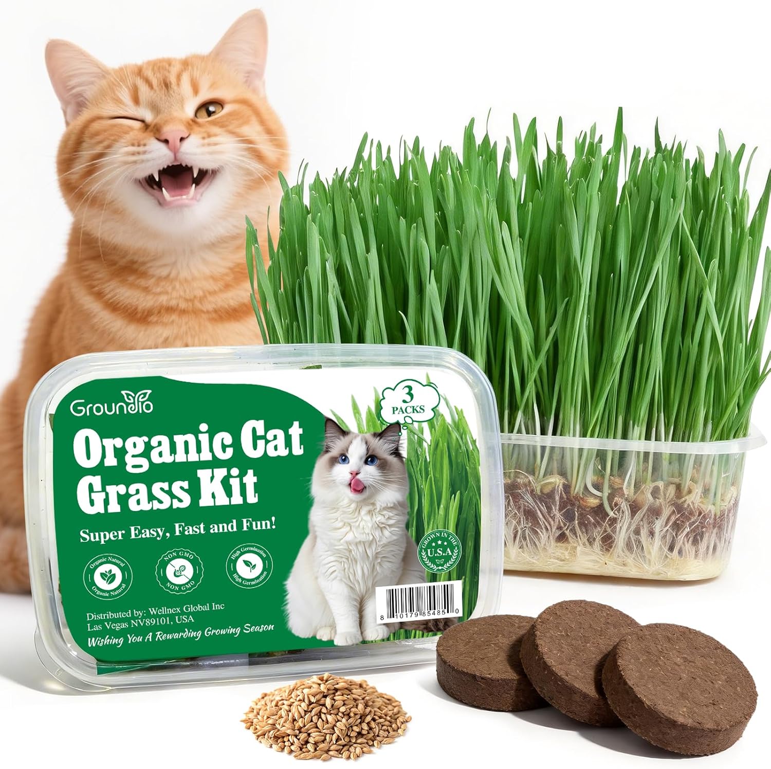 Groundio Cat Grass Seeds, All in 1 Cat Grass Growing Kit for Indoor Cats, Organic Wheat  Oat Seed with 98% High Germination Rate, Heirloom | Non-GMO | Coco Coir | BPA Free Container