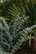Baby Blue Eucalyptus 10/50/100 Seeds: Fragrant Evergreen Tree, Aromatic Foliage(10 Seeds)