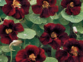 Black Velvet Nasturtium Seeds | Tropaeolum Minus | Non-GMO | Flower Seeds | Seed Store | 1296(10 Seeds)