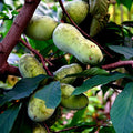 Stratified Pawpaw Fruit Tree Seeds (Asimina triloba) – Indian Banana Hardy Plant