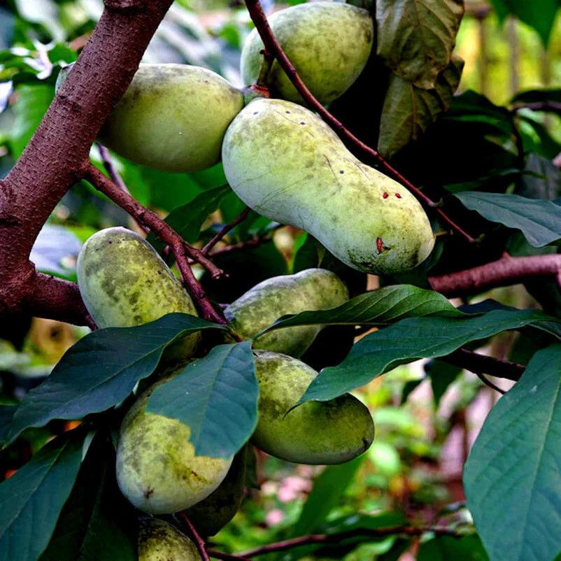 Stratified Pawpaw Fruit Tree Seeds (Asimina triloba) – Indian Banana Hardy Plant