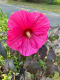 Pink Hibiscus – 20 Seeds | Hardy Perennial | Tropical-Style Blooms | Pollinator-Friendly