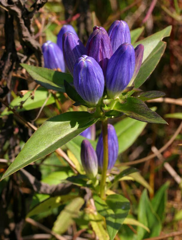 BOTTLE GENTIAN Seeds *FREE Shipping!* Fresh  Organic Gentiana andrewsii seeds | blue outdoor flower seeds bulk | Closed Gentian herb(300 Seeds)