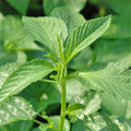 2000 Bangladeshi Sweet Jute Seeds | Egyptian Spinach (Corchorus Olitorius), Nutritious Leafy Green, Heat-Tolerant, Fast-Growing Summer Veg