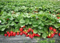 New Strawberry* Giant*, Larget Fruit, Everbearing 100PCS SEEDS. (#3416)