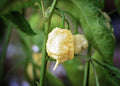 White Moruga Scorpion pepper seeds