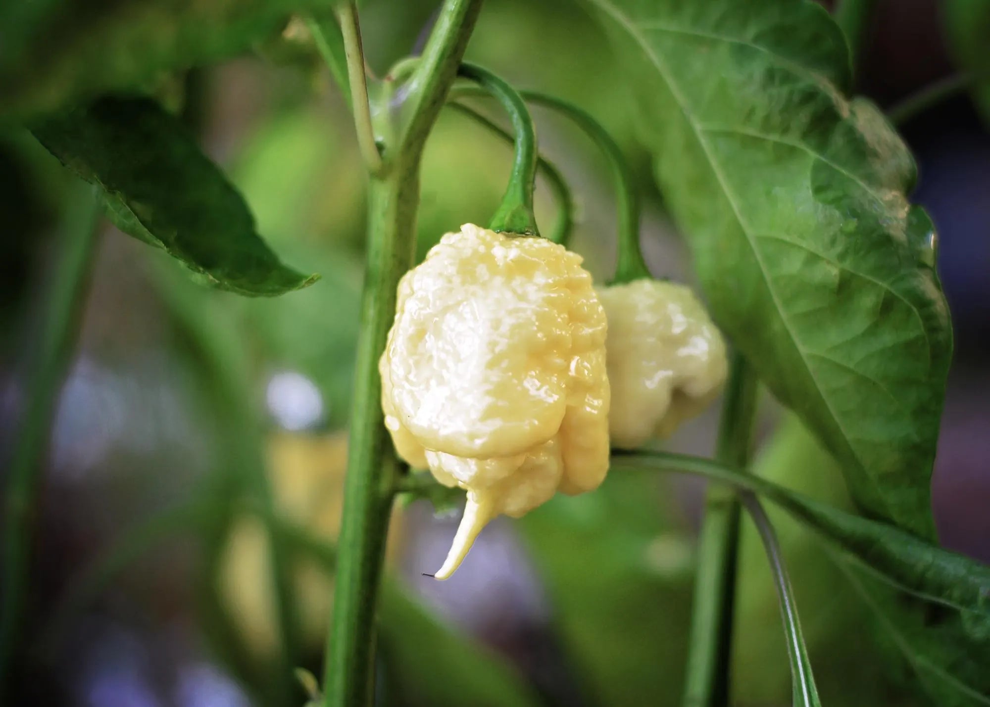 White Moruga Scorpion pepper seeds