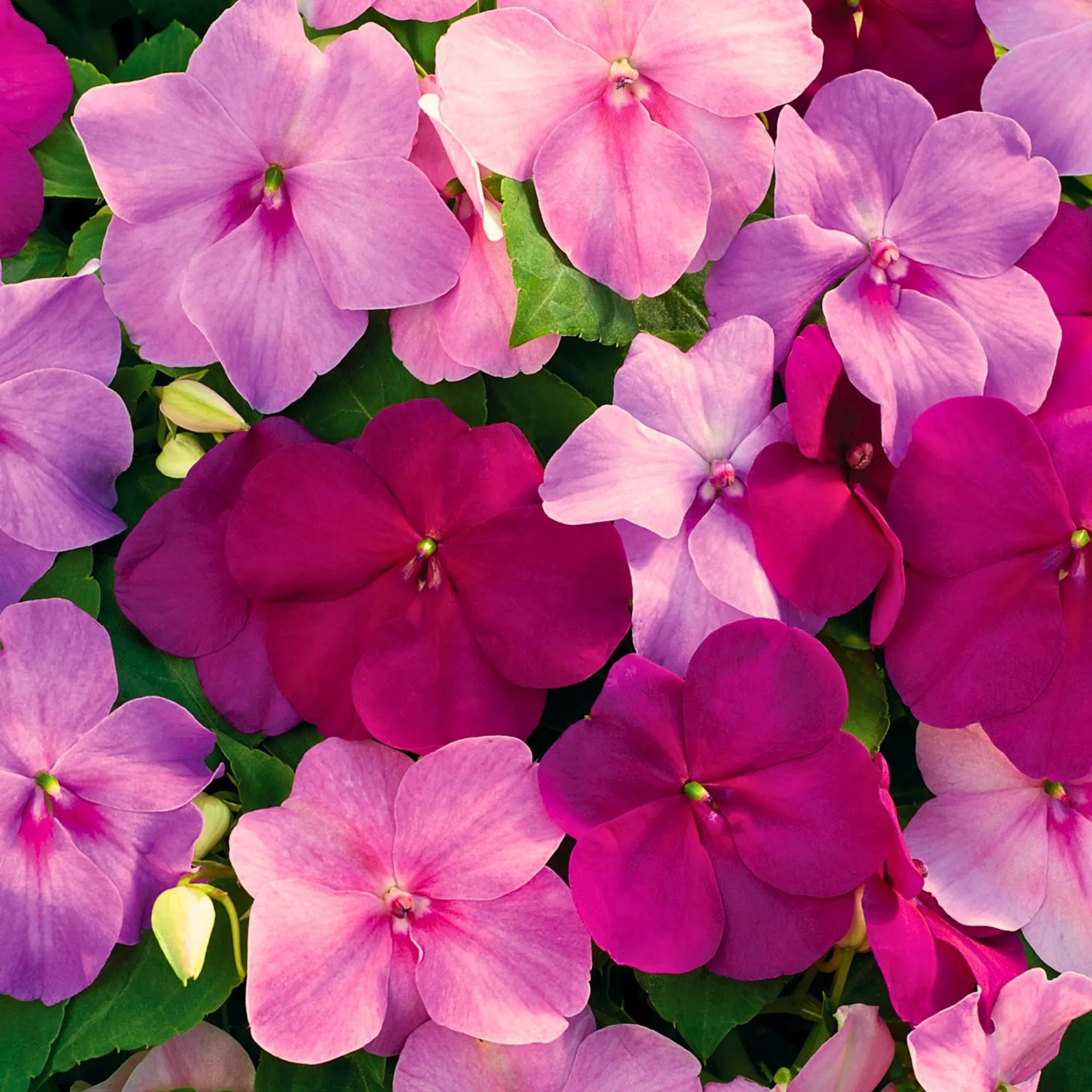 Impatiens Seeds – Pink Shade Flower Mix | Non-GMO Heirloom Annual for Shade Gardens  Containers(20 Seeds)