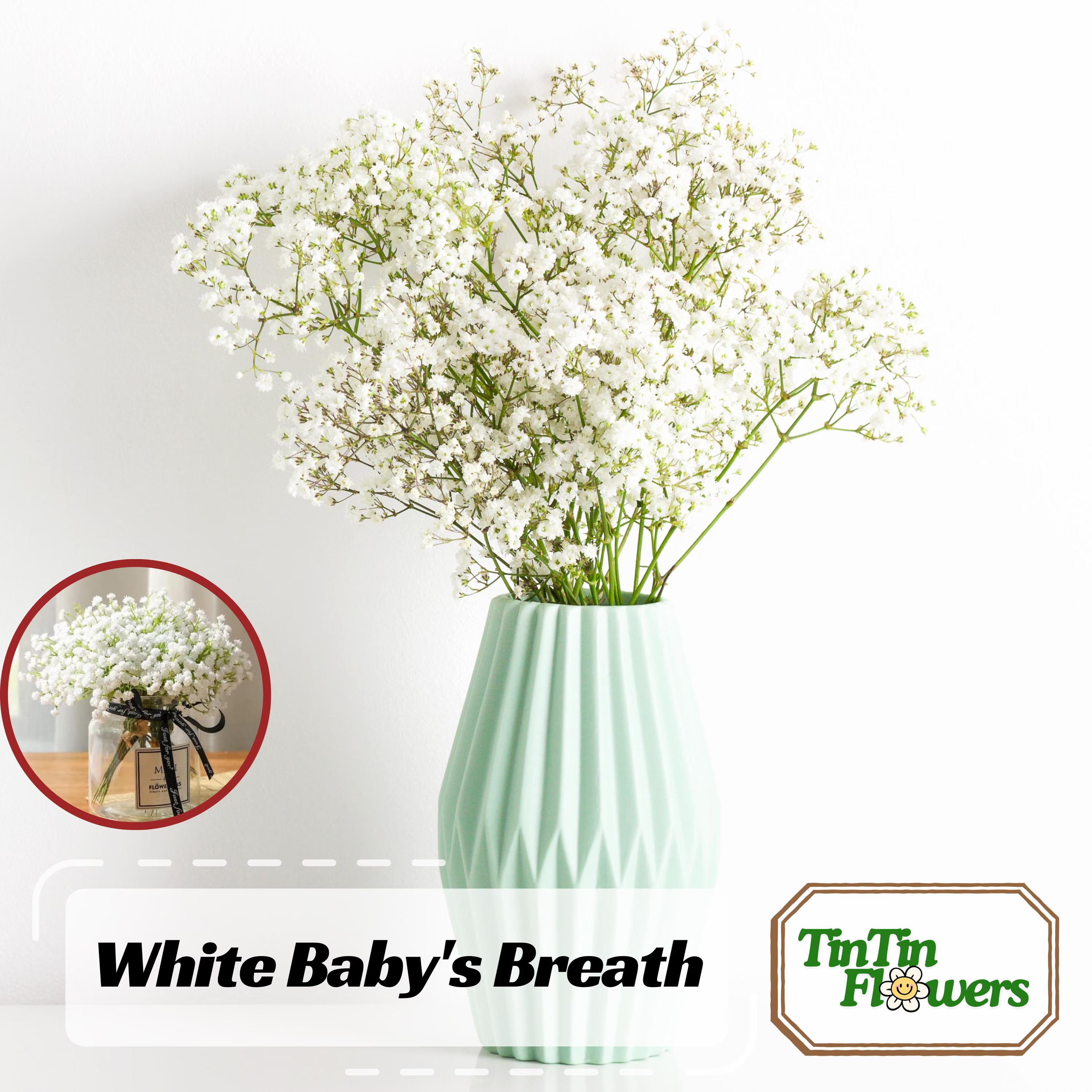 30 Seeds| White Baby#39;s Breath Seeds | Gypsophila fastigiata | Authentic | Heirloom | Vibrant Blooms| Pollinator Friendly | Non-GMO#8010