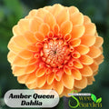 Amber Queen Dahlia Seeds - Perennial - Authentic Seeds - Flowers - Clumping - Dahlia Garden - Summer Blooming - Easy To Grow #D005