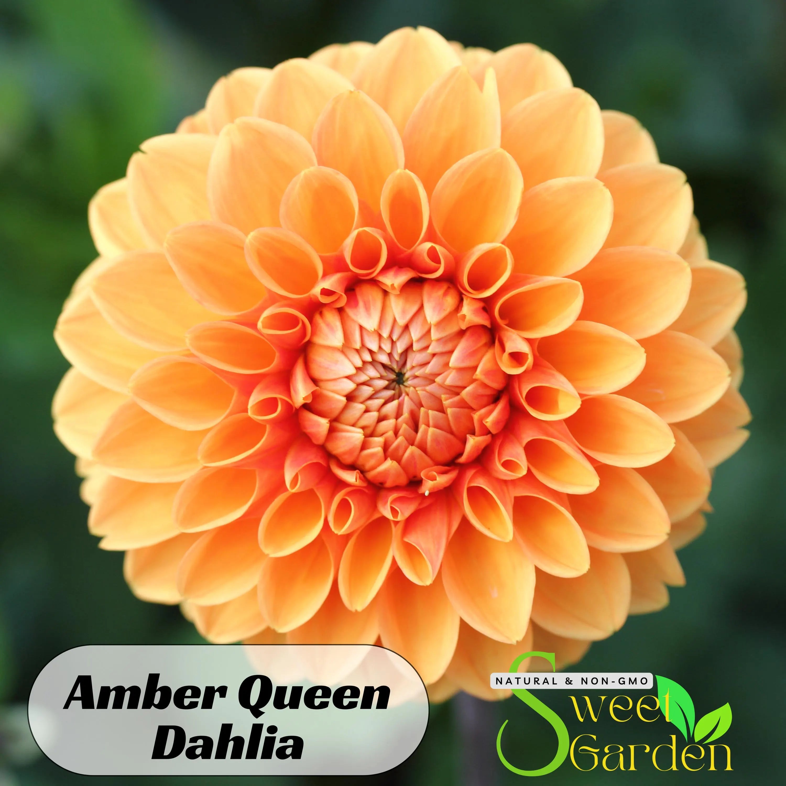 Amber Queen Dahlia Seeds - Perennial - Authentic Seeds - Flowers - Clumping - Dahlia Garden - Summer Blooming - Easy To Grow #D005
