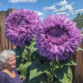 50pcs Purple Enchanting Giant Teddy Bear Sunflower Seeds – Rare Fluffy Double Blooms for Magical Garden Borders, Beds, and Bouquets