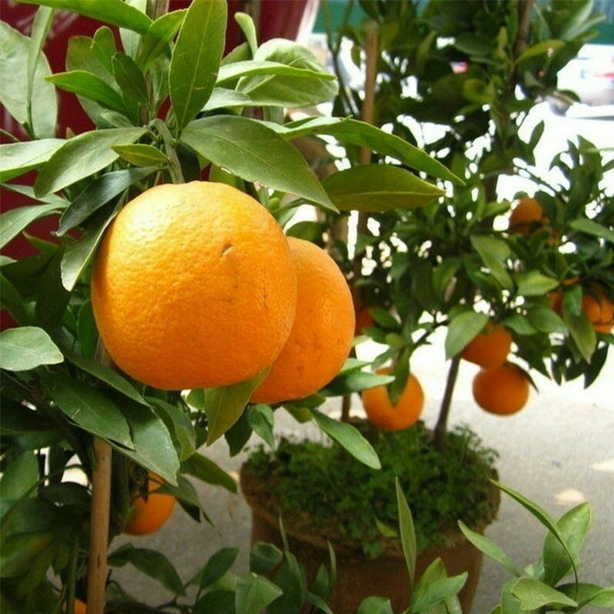 25 Seeds| Orange Tree Bonsai Seeds, Miniature Citrus Plant, Fragrant Fruit Tree, Easy Grow, Non-GMO, Pollinator-Friendly Cottage Garden Mix