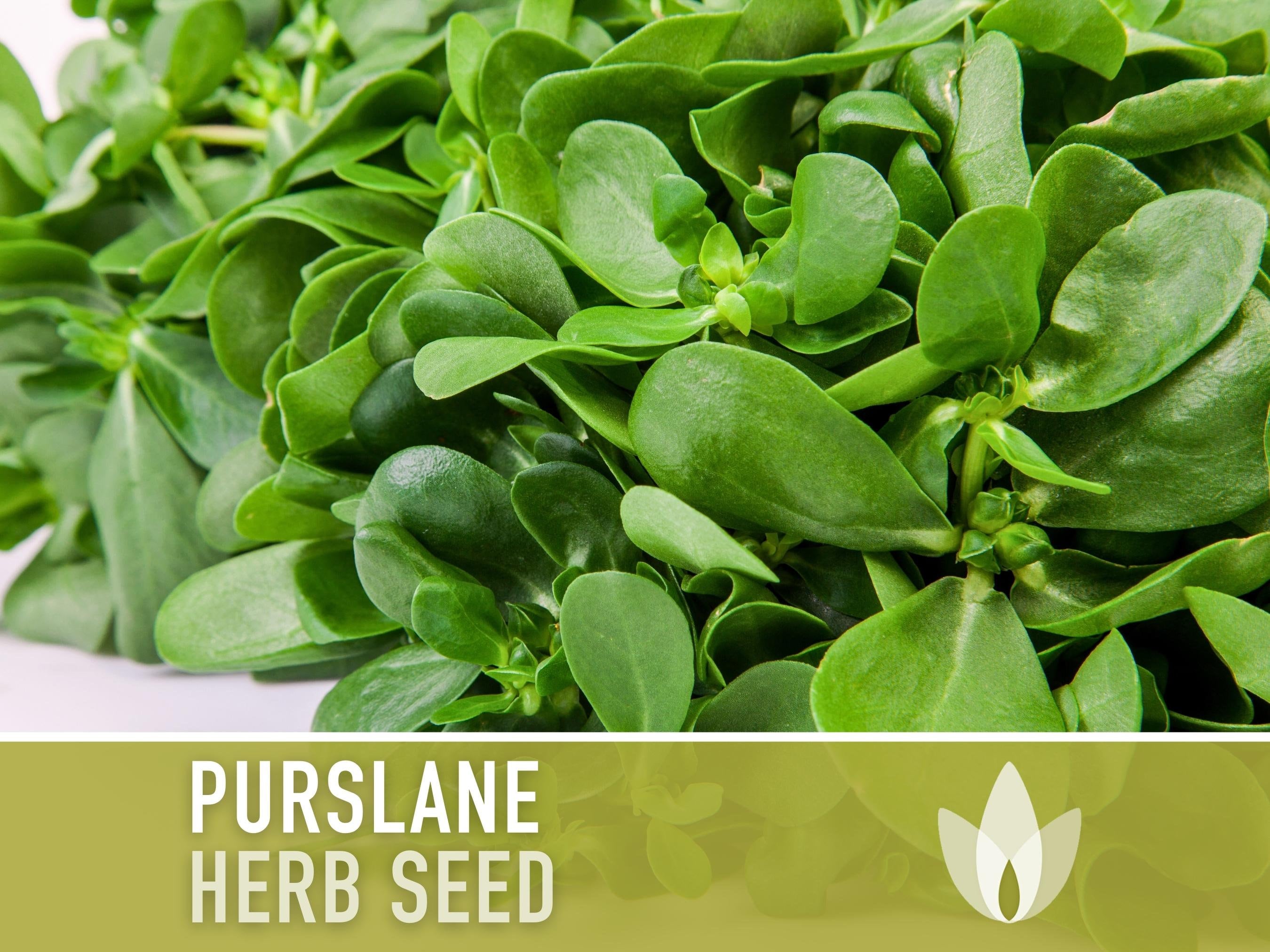 Purslane Herb Seeds - Heirloom Seeds, Edible Ground Cover, Medicinal  Culinary Herb, Succulent, Fresh Salad Green, Open Pollinated, Non-GMO