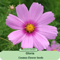 Cosmos Seeds Gloria