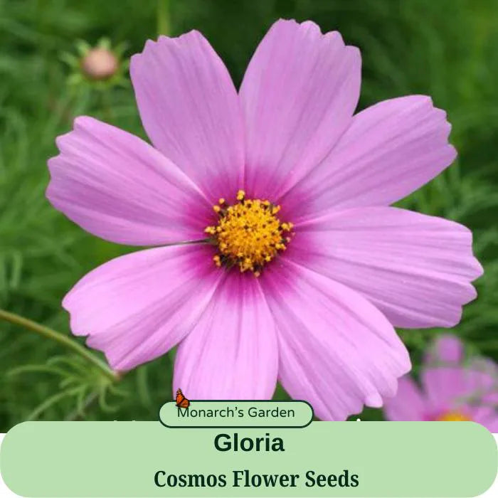 Cosmos Seeds Gloria