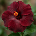 Dark Red Black Hibiscus 20 Seeds: Exotic Tropical Garden Blooms