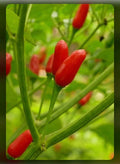 SEEDS Gentlemen Hot Peppers Capsicum Frutescens Ají Caballero Ají Picante