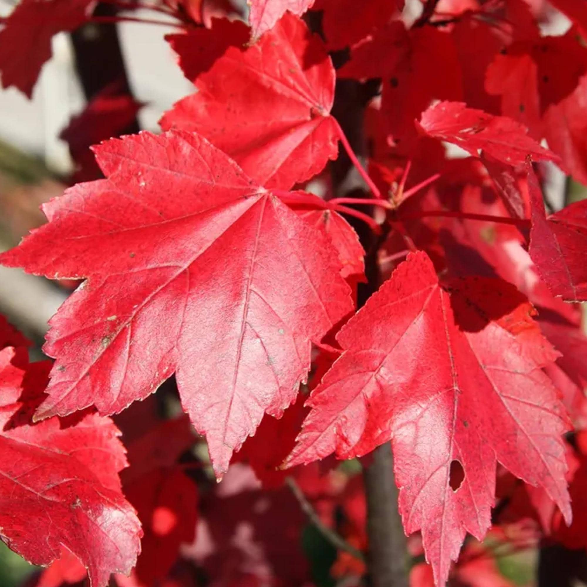 40+ Fast Growing Tree Seeds | Quick Shade  Privacy Trees for Landscaping, Windbreaks, Hedges Backyard Green Screens