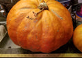 Cinderella Pumpkin Seeds