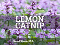 Lemon Catnip Seeds | Heirloom - Non-GMO | Nepeta Cataria | Seed Store | Herb Seeds | 1165(300 Seeds)