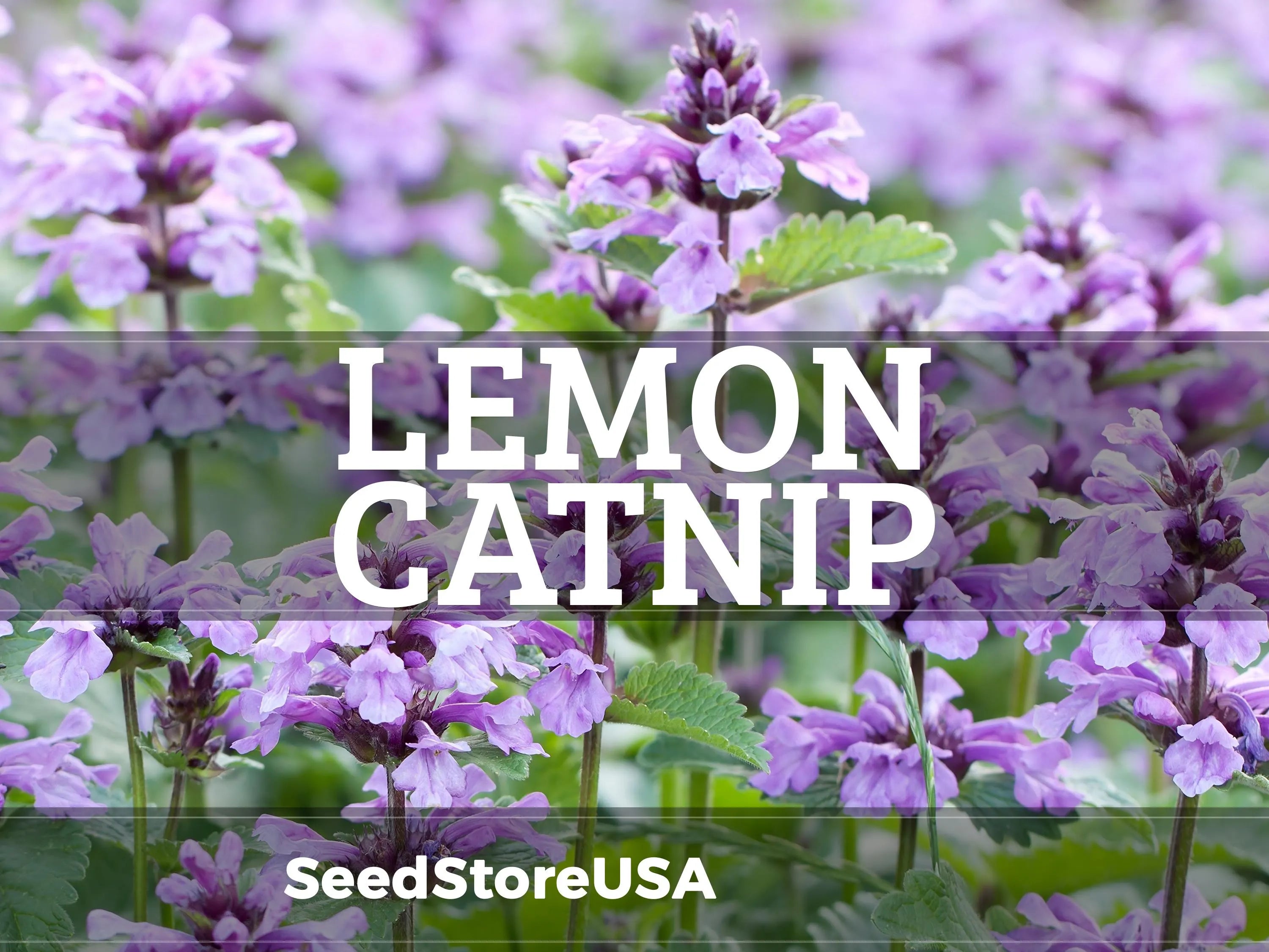 Lemon Catnip Seeds | Heirloom - Non-GMO | Nepeta Cataria | Seed Store | Herb Seeds | 1165(300 Seeds)