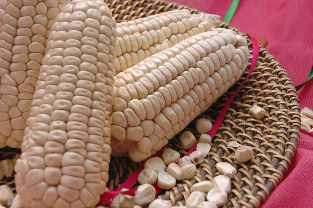 Cacahuazintle Corn Seeds: Mexican Heirloom for Pozole(10 Seeds)