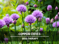 Chives Seeds – Heirloom Culinary and Medicinal Herb, Non-GMO, Easy to Grow Perennial | 100 Seeds