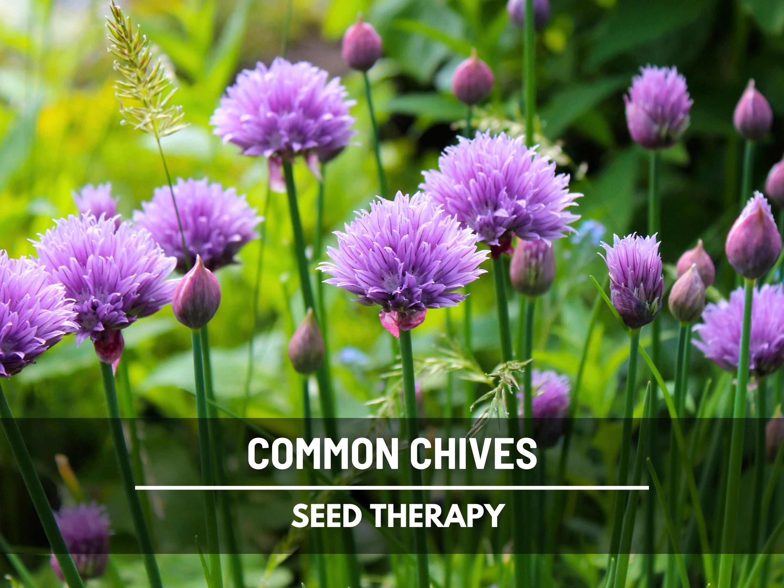 Chives Seeds – Heirloom Culinary and Medicinal Herb, Non-GMO, Easy to Grow Perennial | 100 Seeds