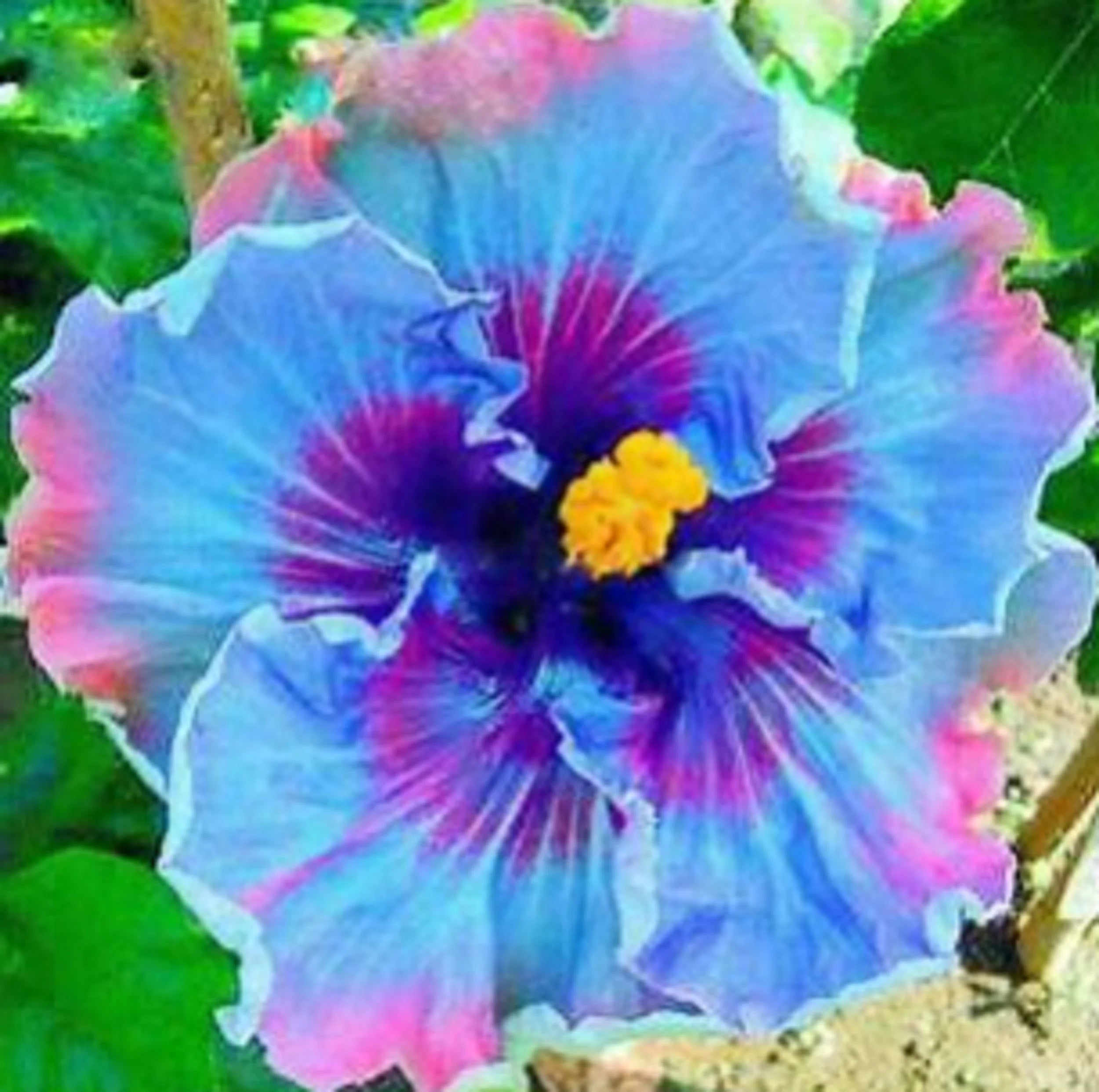 RARE Giant HIBISCUS Dark Purple-Gorgeous ( 2,6 or 10 SEEDS) -Fresh Harvested in our Usa farm-Ships same day ! Flat shipping discount D(10 seeds)