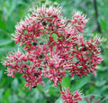 20 Common HENNA Mehandi Dye Plant Lawsonia Inermis Tattoo Flower Tree Seeds *Comb S/H