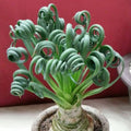 Albuca Spiralis Seeds, Albuca namaquensis, 50pcs/pack (6921)