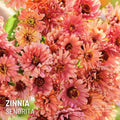 Zinnia Senorita x 25 Seeds