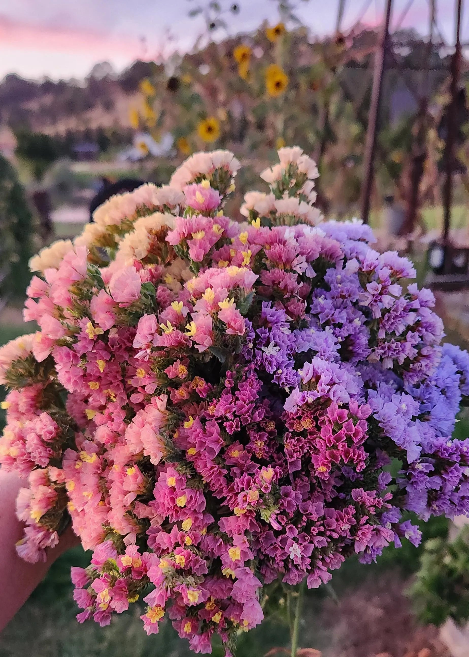 QIS Statice RAINBOW MIX |limonium sinuatum | custom mix 50 seeds