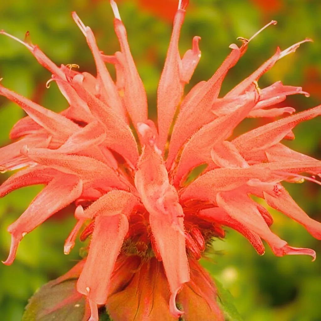 Orange Bee Balm Hummingbird Perennial 100 Seeds