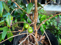 AxP White Jaboticaba Seeds - Suspected Aureana x Phitrantha Cross Hybrid Seedling From Hawaii!