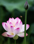 1/5/10 PCS Bowl Lotus Seeds Bonsai Lotus Seeds for Planting Water Lily Pink Purple Red Flower Aquatic Plants Seed Pond Plants Non GMO Home Garden Flowering(1pcs)